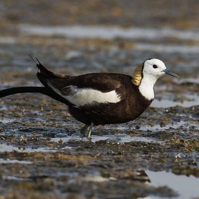 Pheasant Tailed Jacana